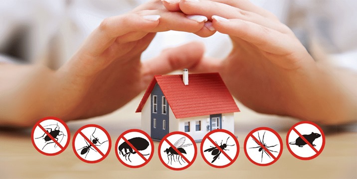 The Importance of Pest Control for a Healthy Home