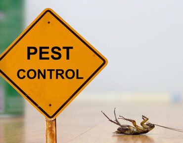 Pest-control-service