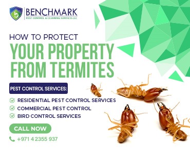How to Protect Your Property From Termites?