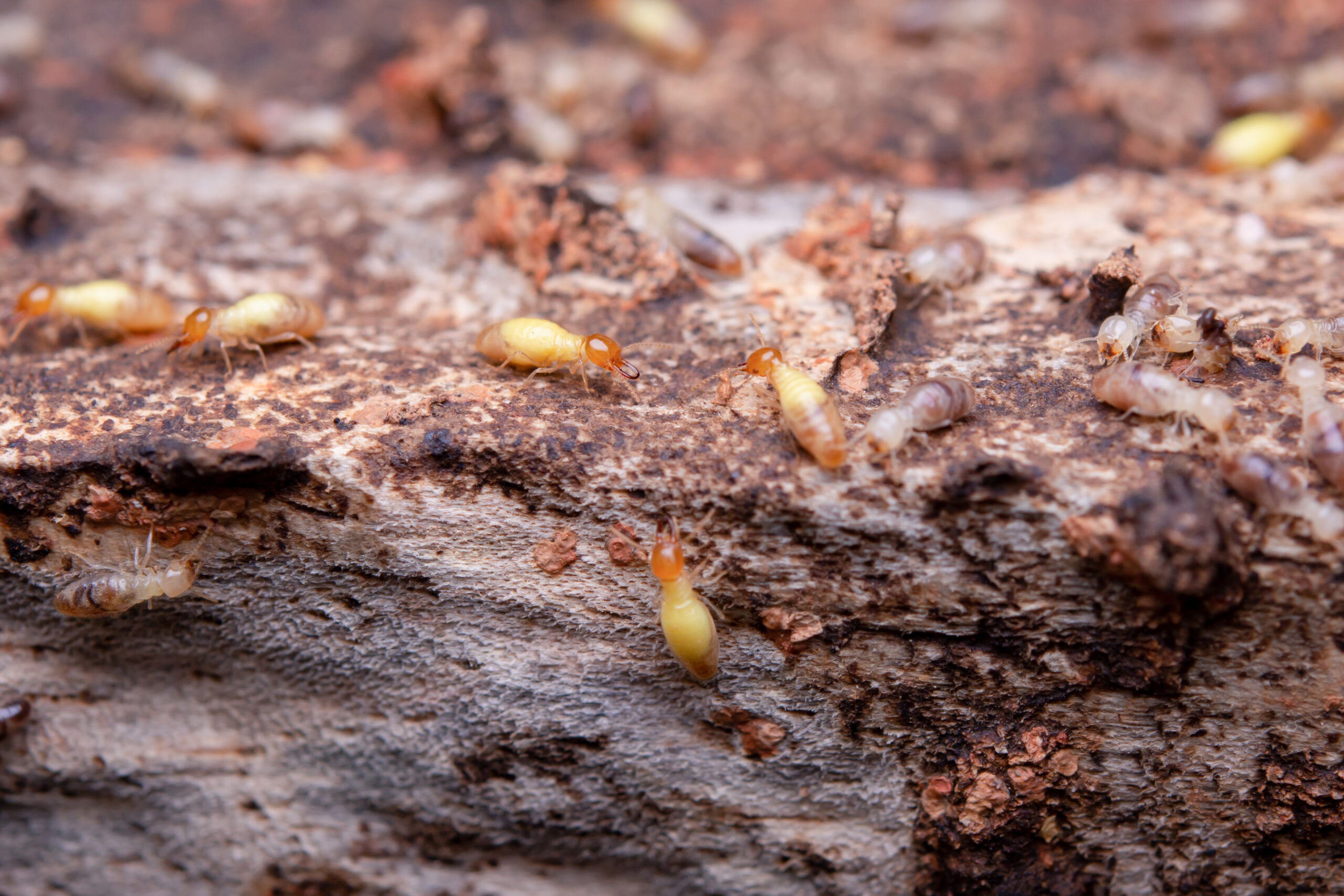 How to Choose the Best Pest Control Company in Dubai for Termites?