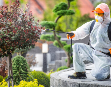 Pest Control Tips for Gardeners In The UAE