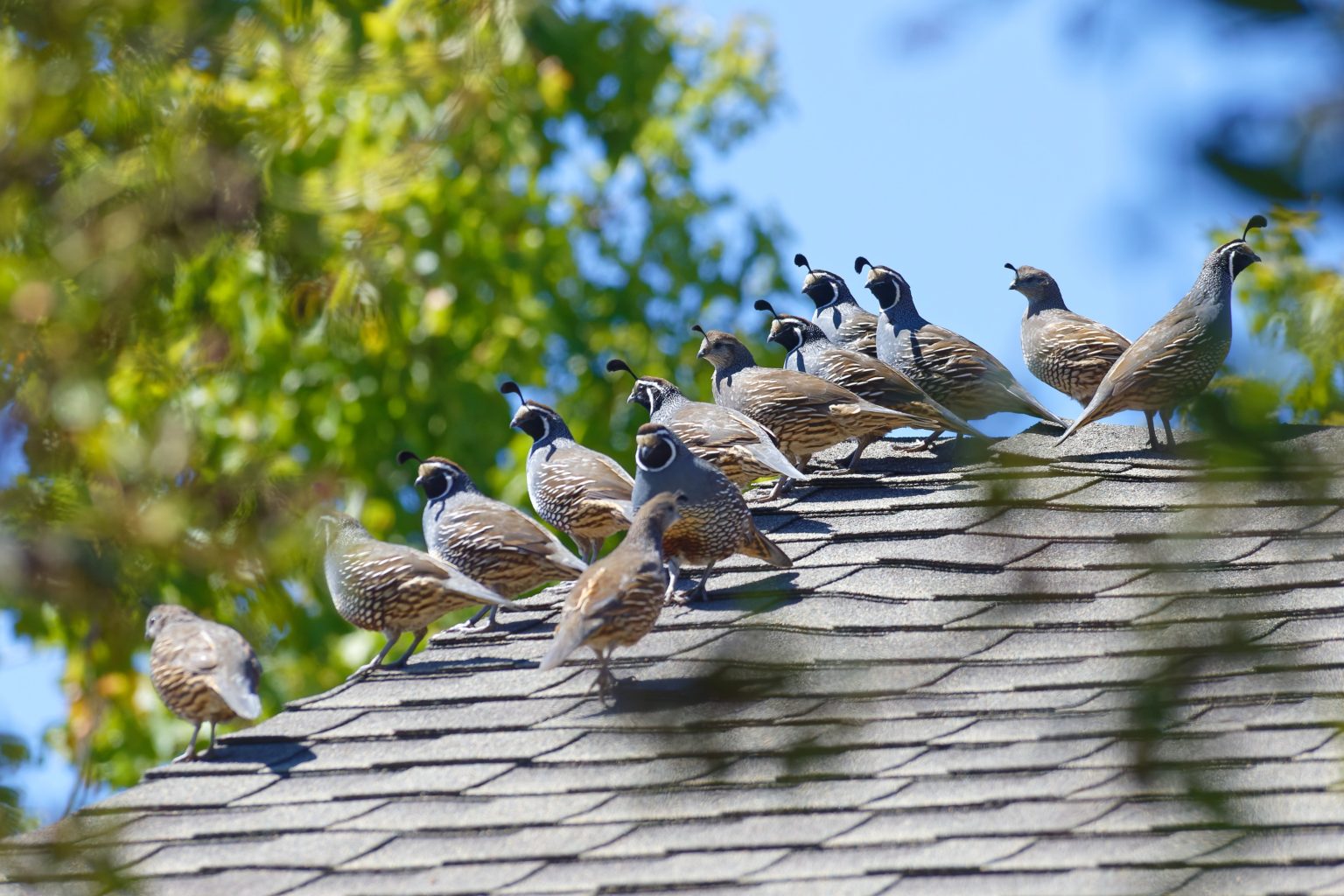 Why Bird Control is Essential for Dubai Businesses?