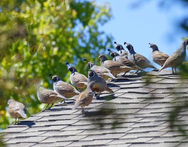 Why Bird Control is Essential for Dubai Businesses?