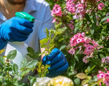 Seasonal Pest Control in UAE