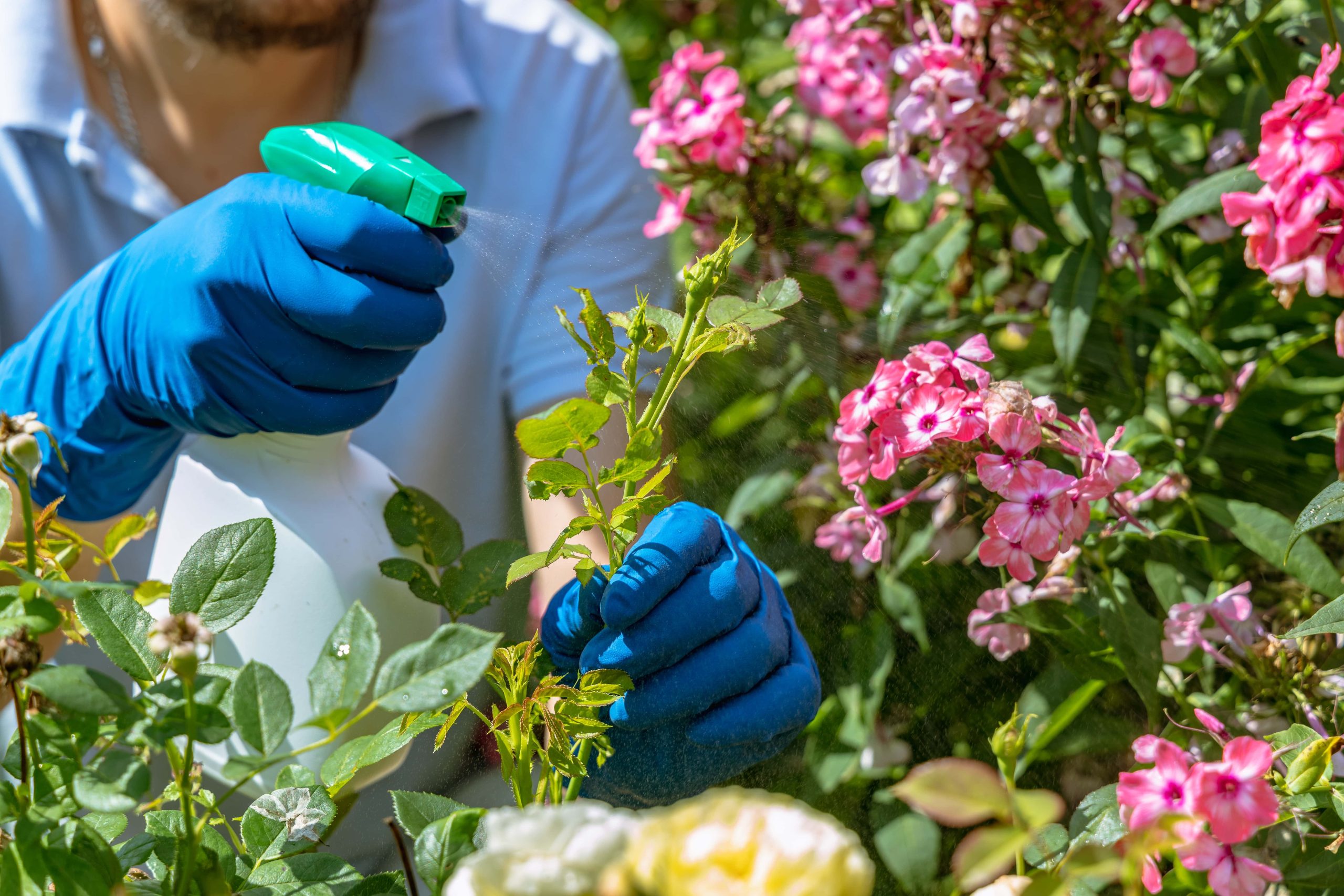 Seasonal Pest Control in UAE: What to Expect Year-Round