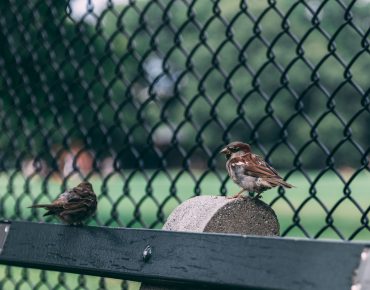 Bird Netting Installation