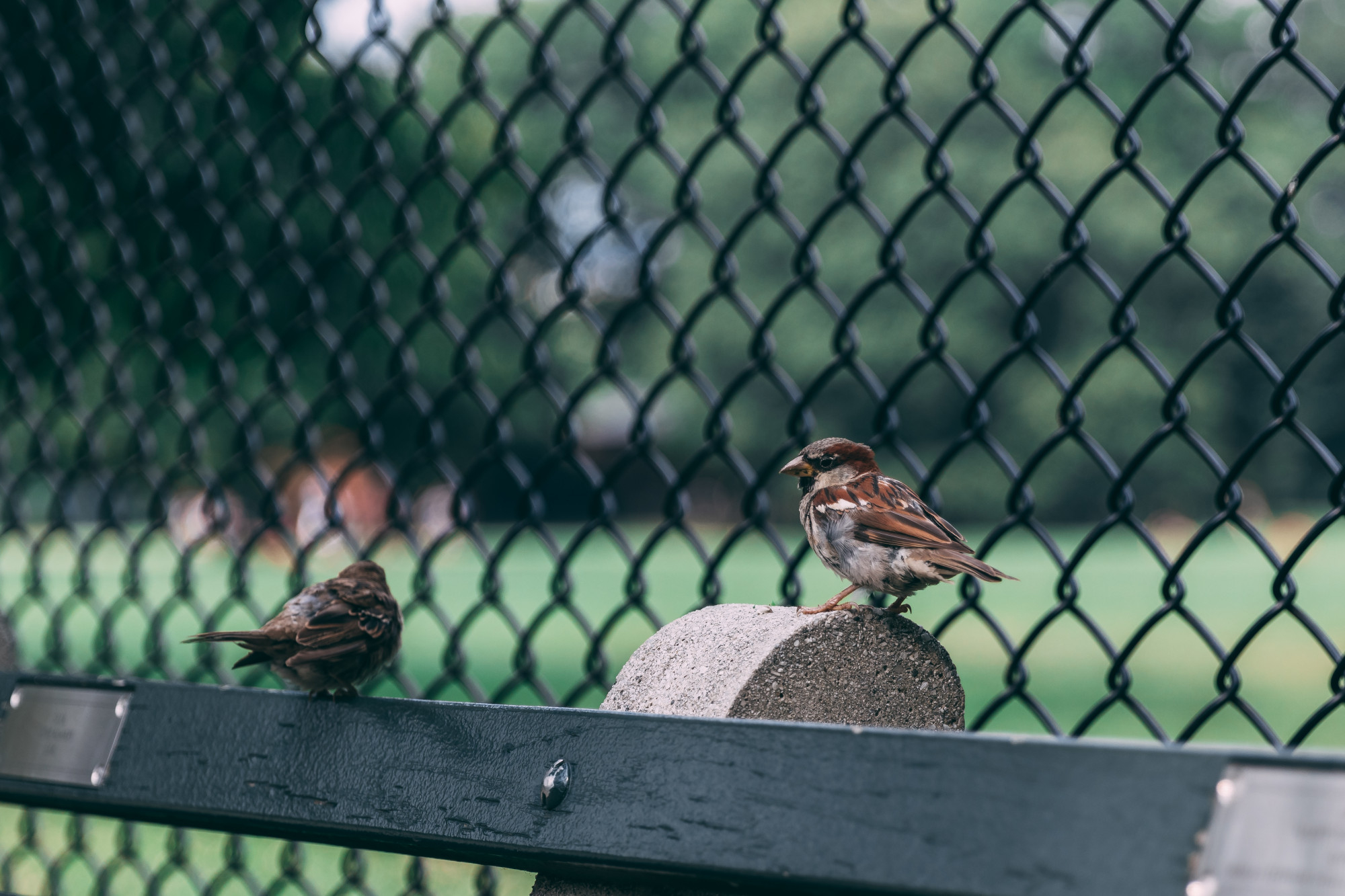 Bird Netting Installation in Sharjah: Costs and Benefits